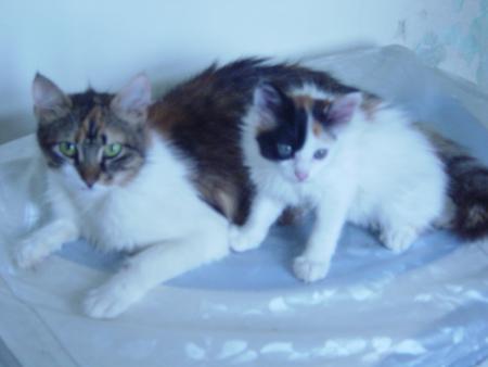 mon chat