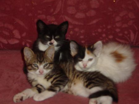 mes chats